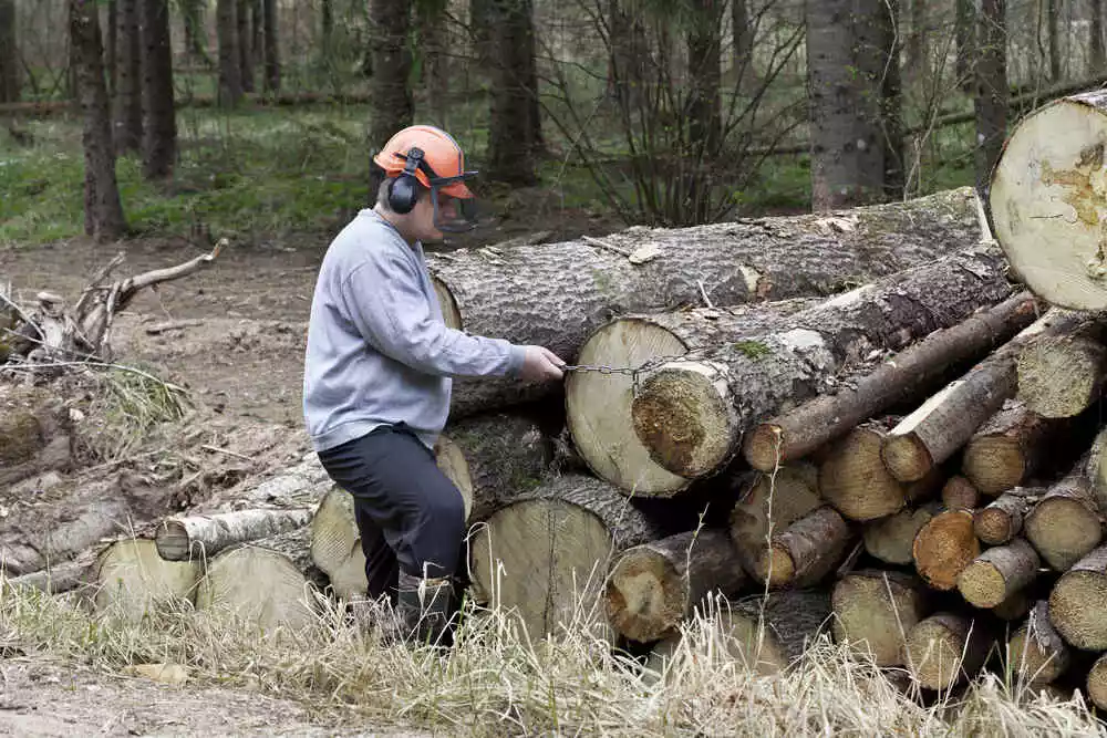 Devastating Effects of Tree Removal