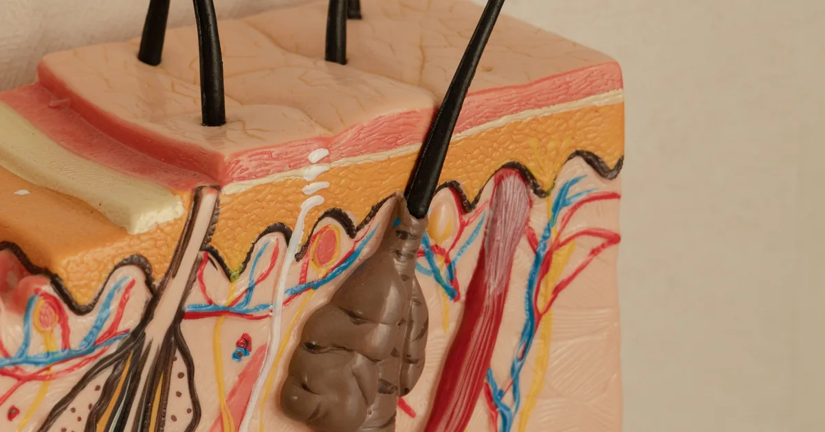 The function of epidermis shown in a cross-section model of the skin