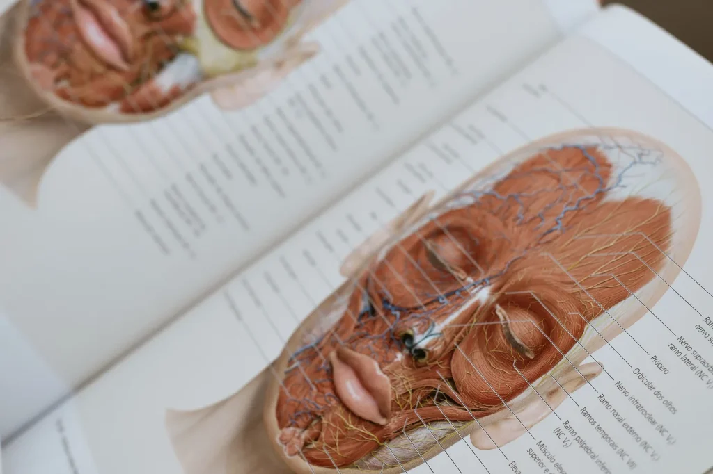 Anatomy textbook open to facial muscle diagrams — a glossary of articles on skin
