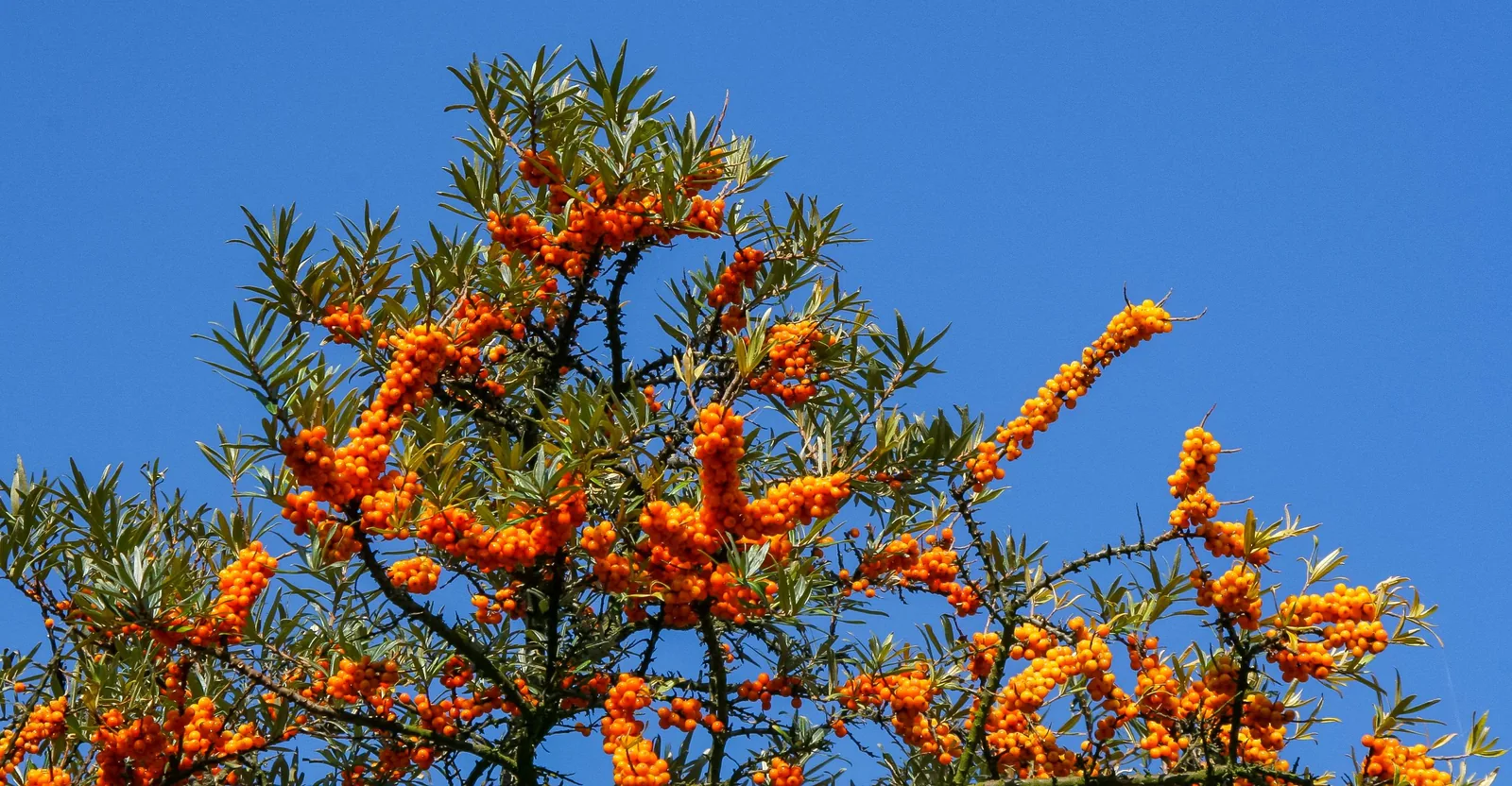 Orange sea buckthorn berries against a blue sky, illustrating does rosehip oil stain skin